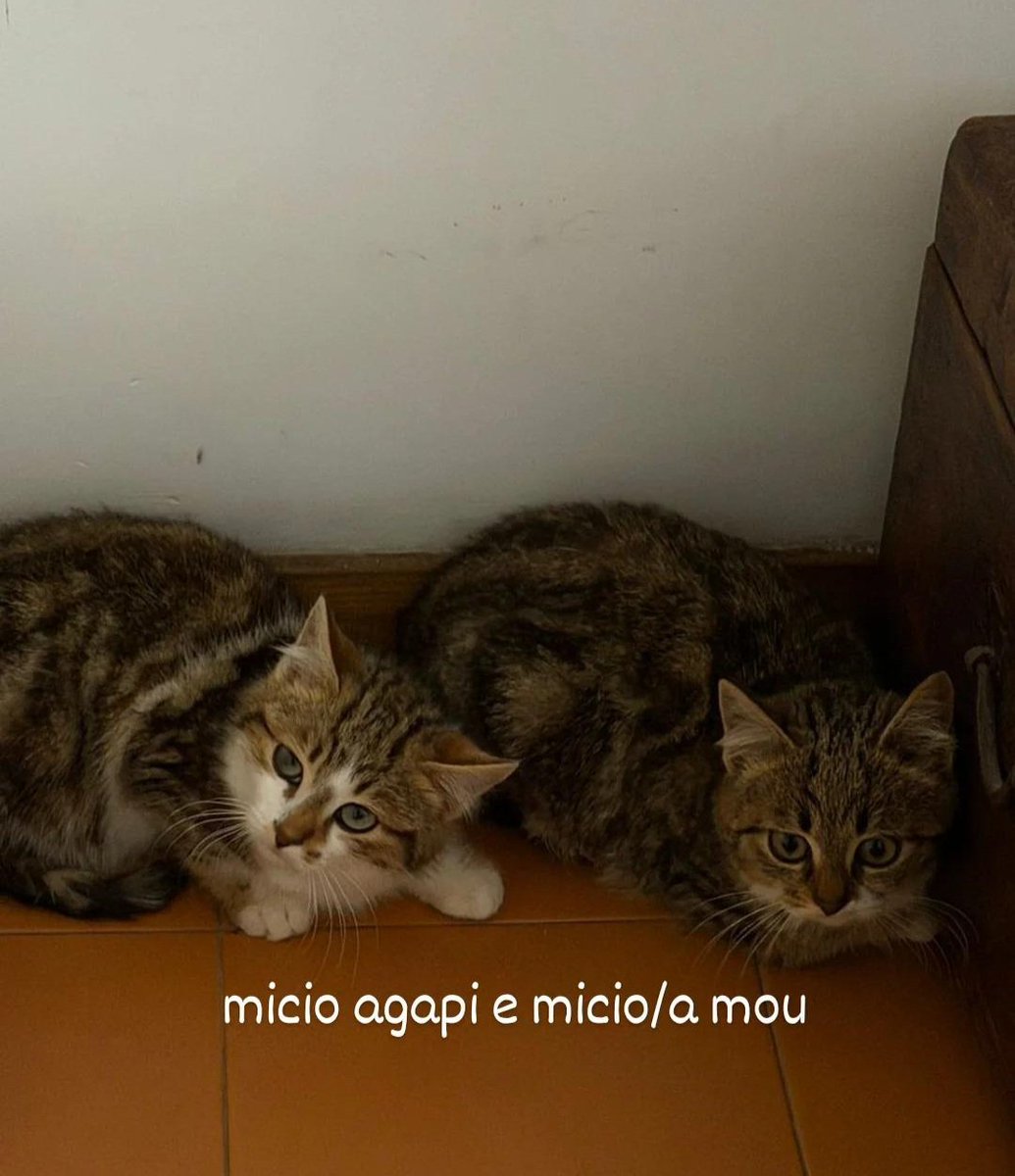 eccoli qua, appena arrivati domenica scorsa...foto di rito e spariti in qualche anfratto di casa...escono solo per mangiare e per "rovistare" nella sabbietta, preferibilmente di notte o quando non siamo in casa...ci stanno studiando, lo so