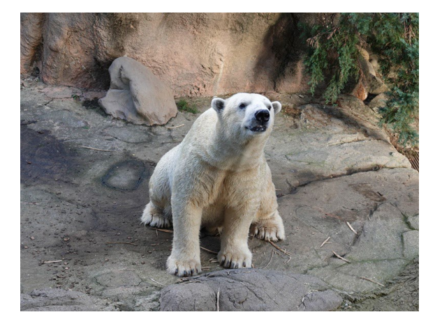 BearConserve's tweet photo. Zoorasia Yokohama, Japan has announced that 21 year old male polar bear Gogo died 8 Feb while under anaesthetic for sperm harvesting prior to transfer to another zoo. He went into arrest after the 5th round &amp; could not be revived. Time to STOP the captive breeding of polar bears https://t.co/KTv1VZxfSI