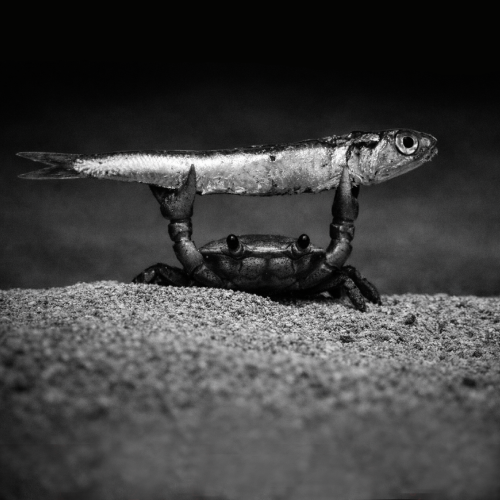 defiliquid tweet media