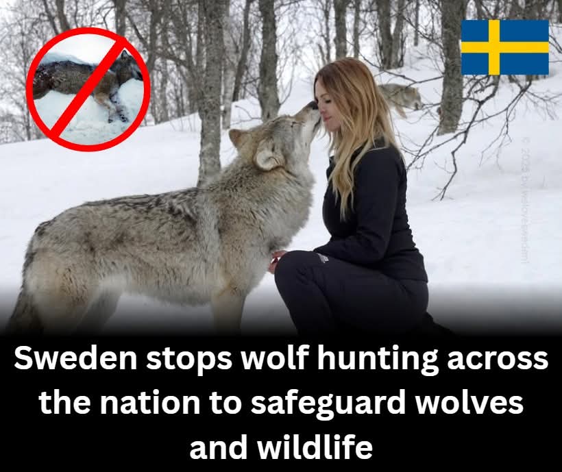 Sini Orha🇫🇮🇨🇦🇺🇸🇪🇪🇸🇪🇺🇦 tweet media