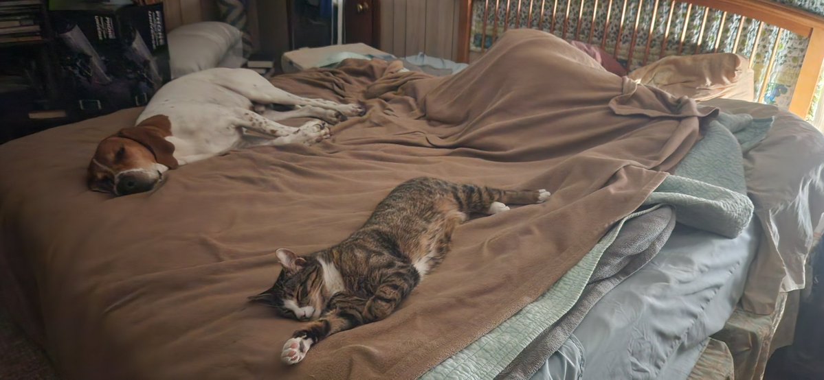 InkSwitch007's tweet image. You wants know how big Harry the Cat is,,, Stretch the dog, weighs 98 pounds🤣🤣🐲