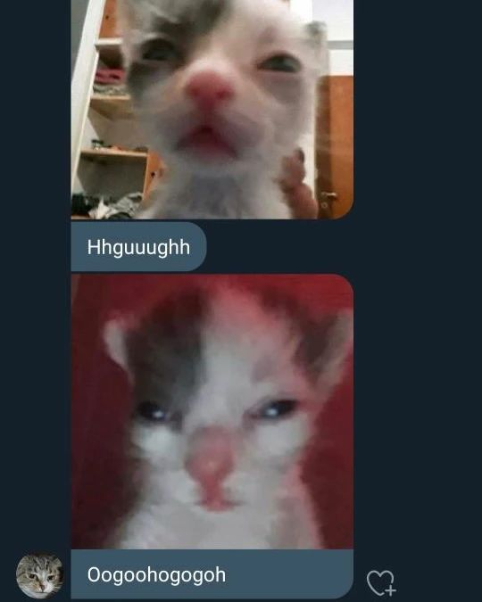 Punch Cat tweet media