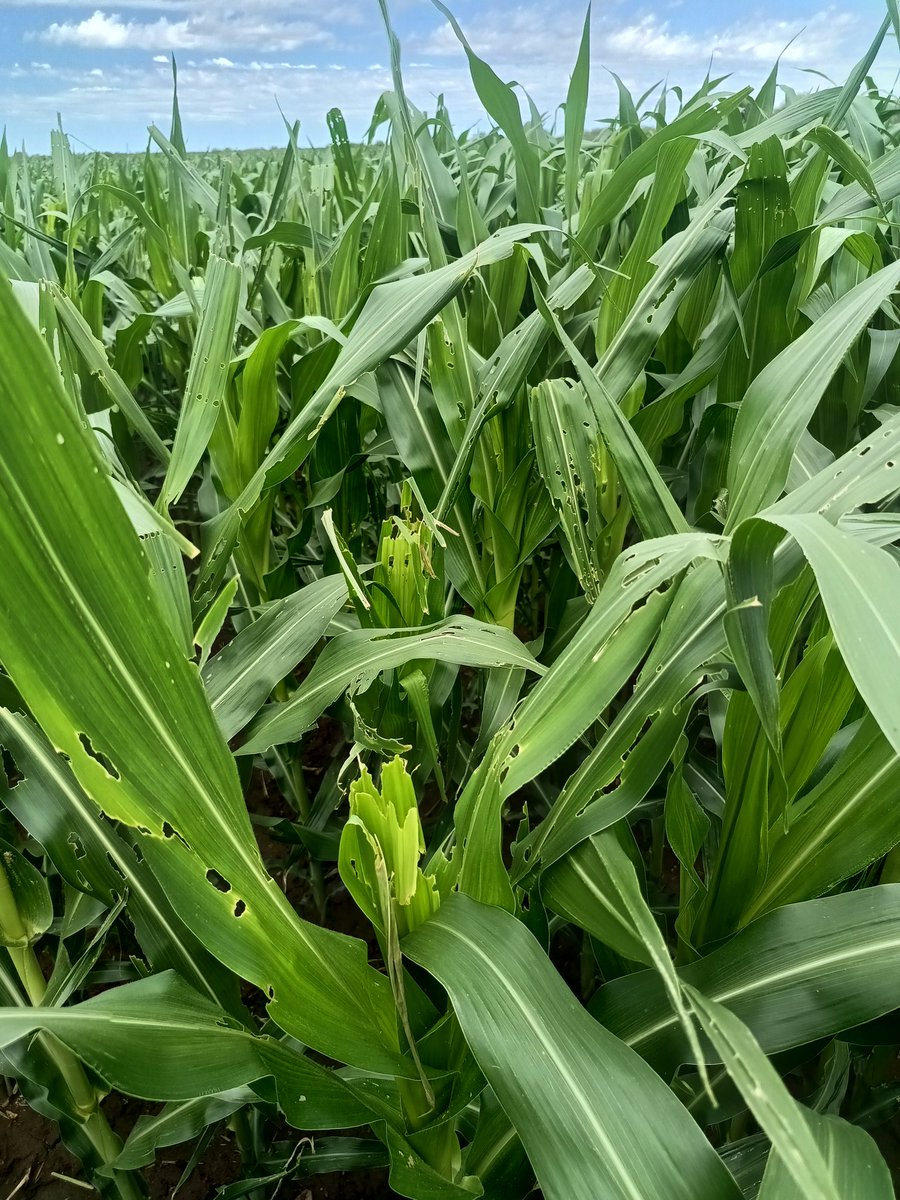 Alejandro Cadile tweet media