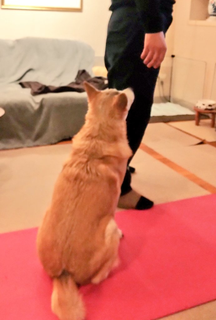 nebosukekibi's tweet photo. 信じる犬は強し。
そして負け続ける人。 https://t.co/eRS1L2r3sZ
