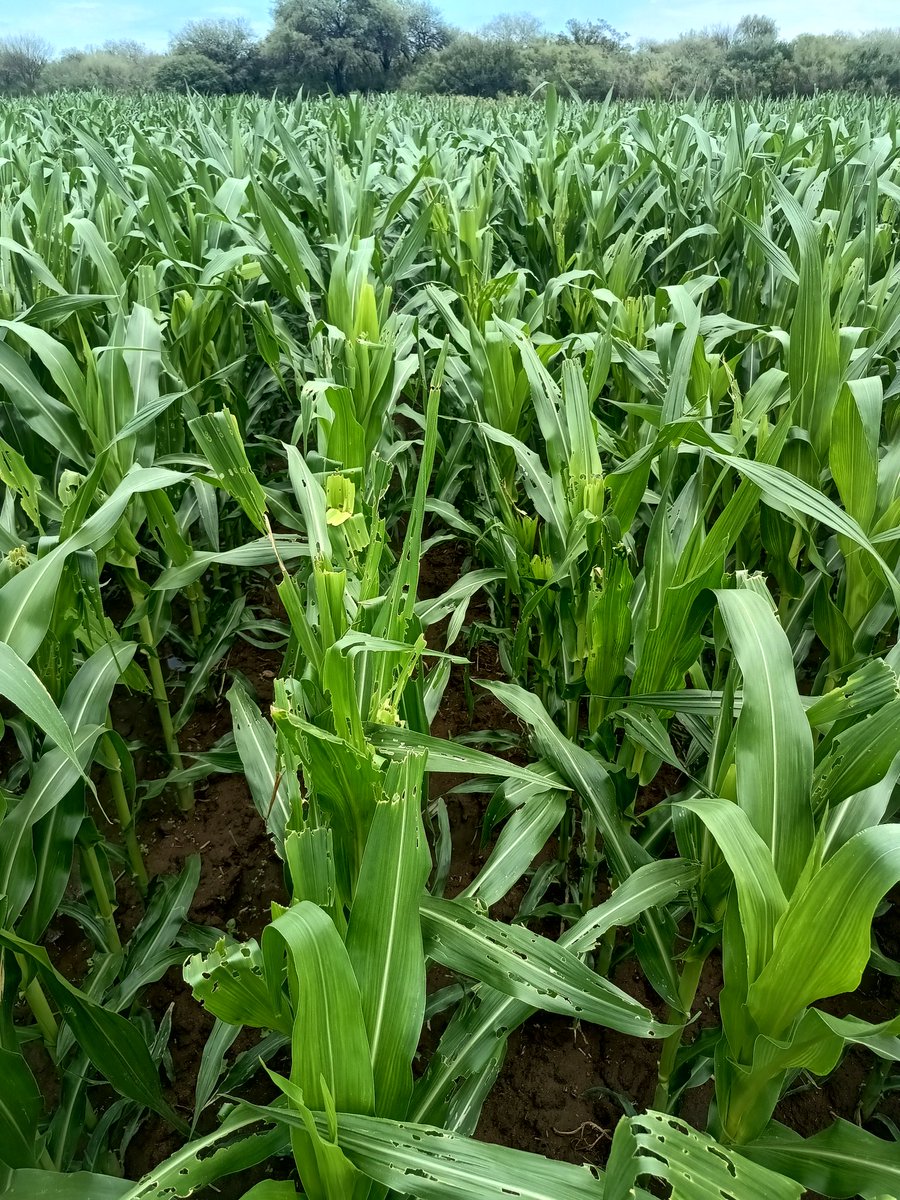 Alejandro Cadile tweet media