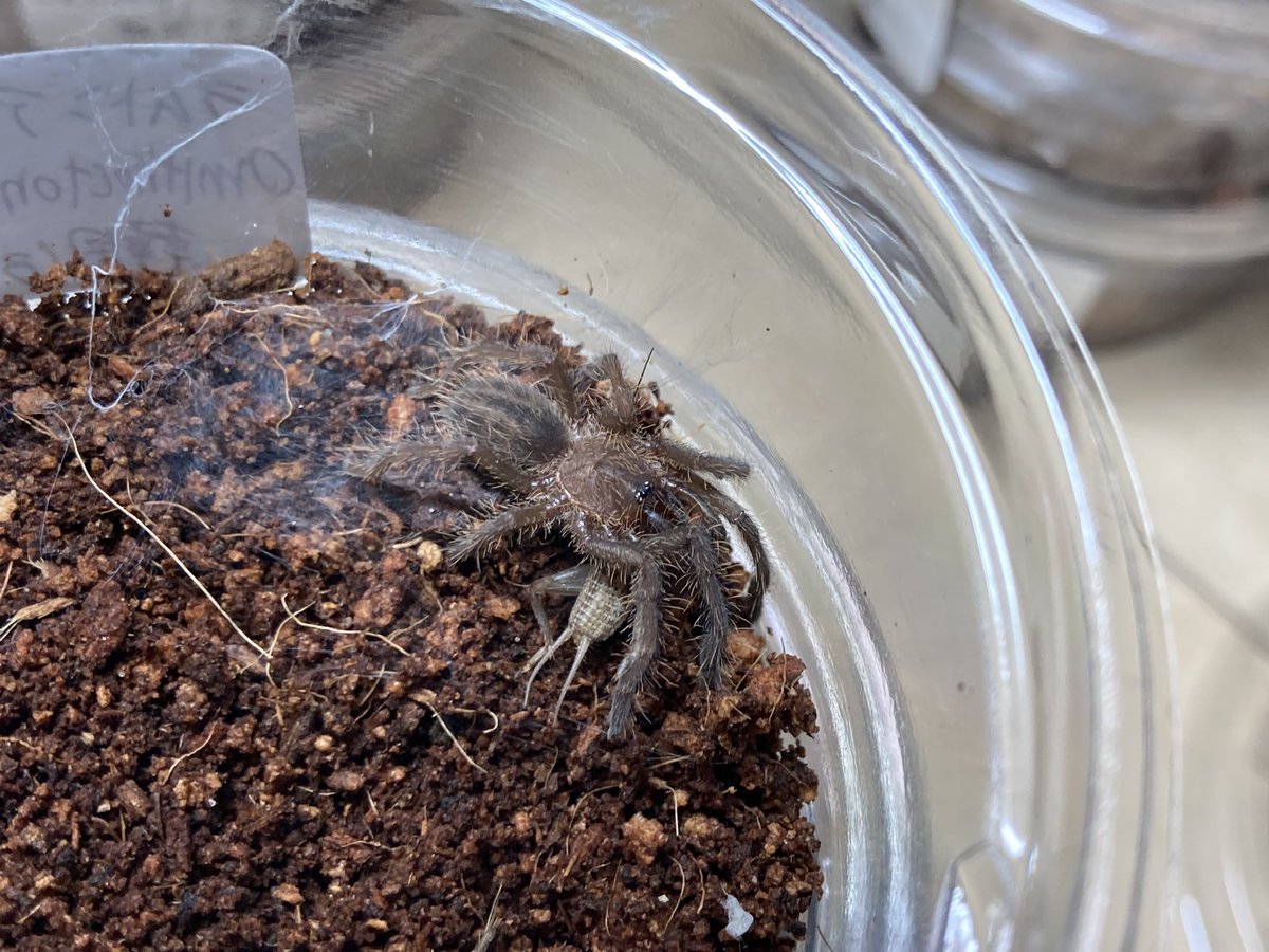 さっちゃん🐛🦂🕷 (@BugsLife3939) / Posts / X