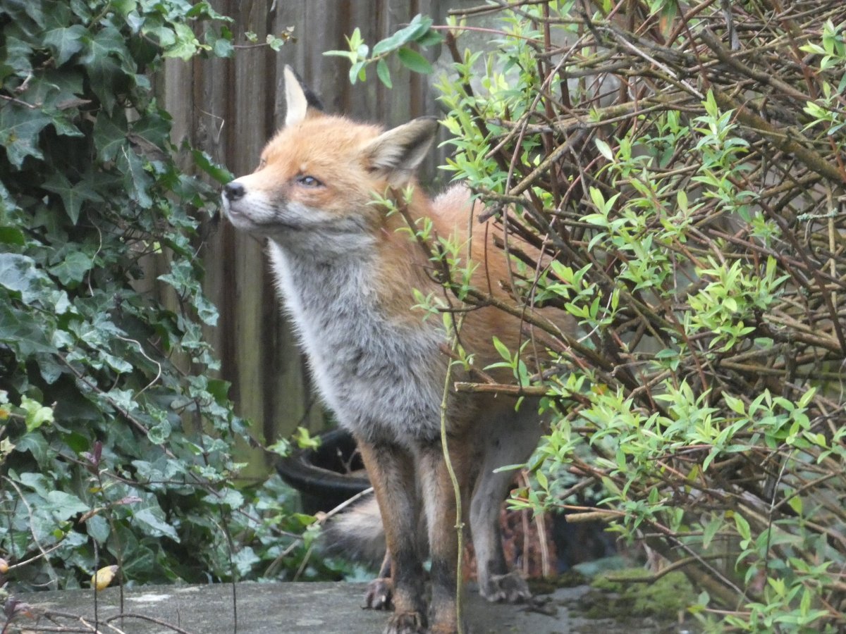 Douglas Goddard tweet media