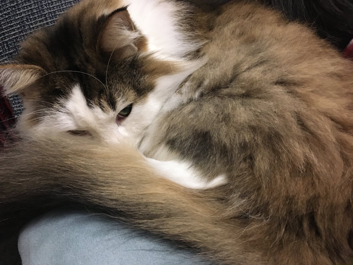 ヒマなのでウチの猫でも