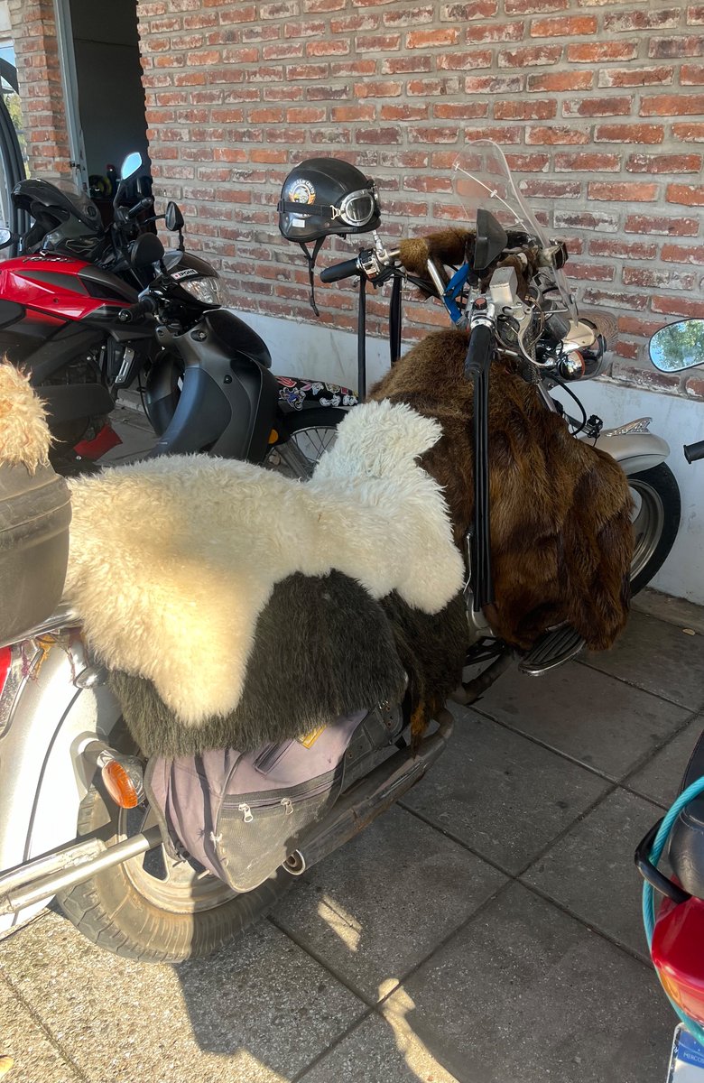 Hoy llego al laburo y me encuentro con esto, una moto #therian  que se auto percibe vaca, esto se está yendo de las manos.