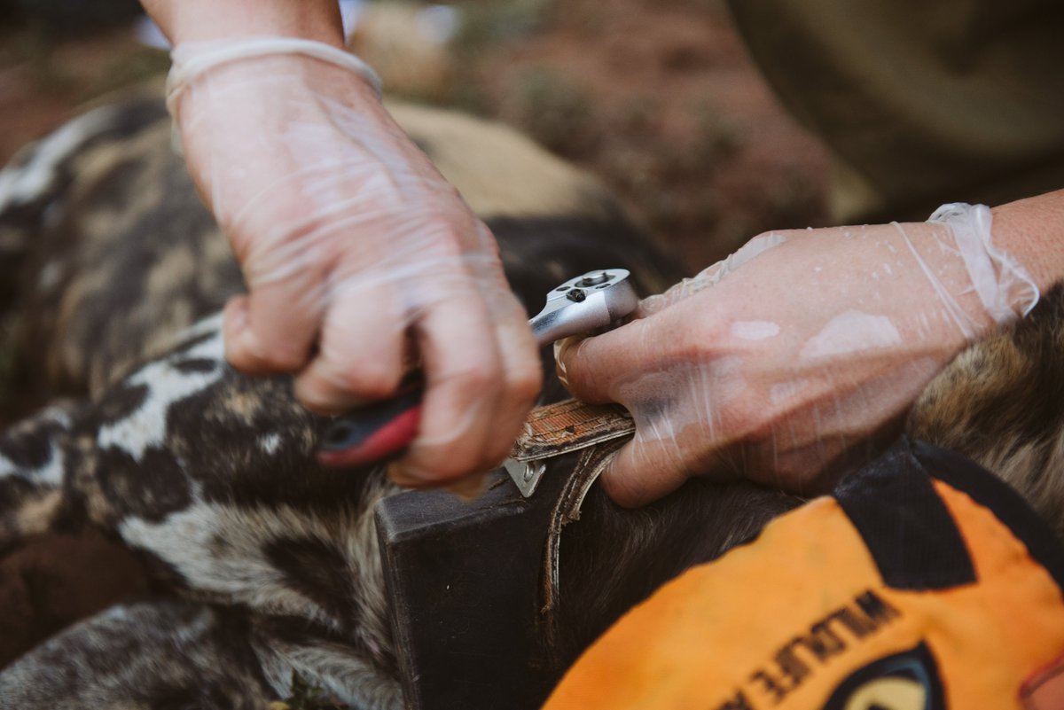 WildlifeACT Innovations tweet media