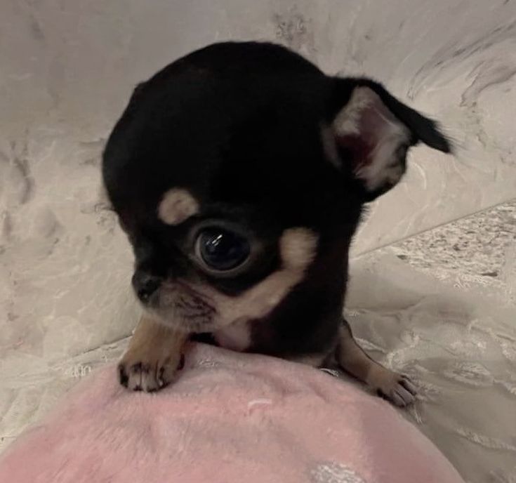 🎄💚 𝗜𝗤𝗜𝗬𝗜 𝗚𝗼𝗹𝗱 

   ➖️ 07   days    25    thb 
   ➖️  30   days    59  thb

  ⚠️  ดูแล  ตลอดการใช้งาน 🦋
รับประกันฐานลูกค้ามากกว่า 4000++ 
ติดต่อ : lin.ee/dEzWdbT

#หารiqiyigold #iQIYI #หารอ้ายฉีอี้ #หารiqiyivip #หารiqiyi