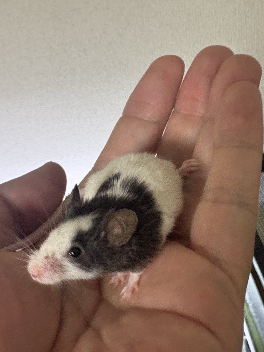 先ほど投稿したのは二男と三男しか写っておらず不公平なので、長男撮り下ろしも投下。

2枚載せたのでまた不公平に😂

＃パンダマウス
#かわいい