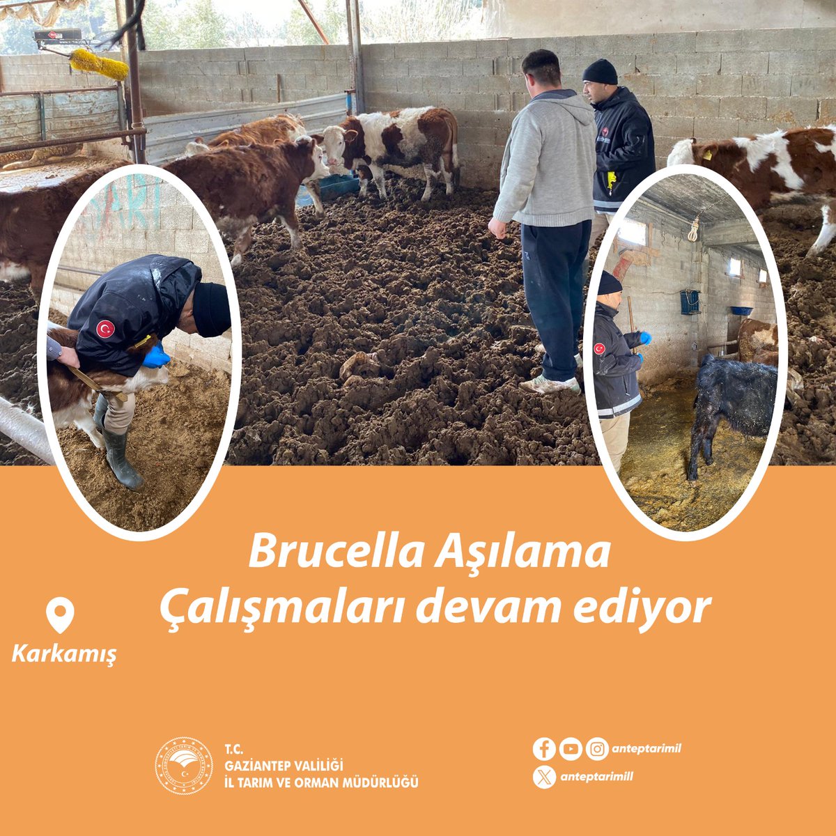 Karkamış İlçe Tarım Müdürlüğünde görevli Hayvan Sağlığı personelleri tarafından Brucella aşılama çalışmaları devam ediyor.
#aşılama #hayvansağlığı #brucella
<a href="/tarimgovtr/">GıdaTarımHayvancılık</a> <a href="/ibrahimyumakli/">İbrahim Yumaklı</a> <a href="/ibrahimsaglam46/">İbrahim SAĞLAM</a> <a href="/TR_HAYGEM/">Hayvancılık Genel Müdürlüğü</a>
