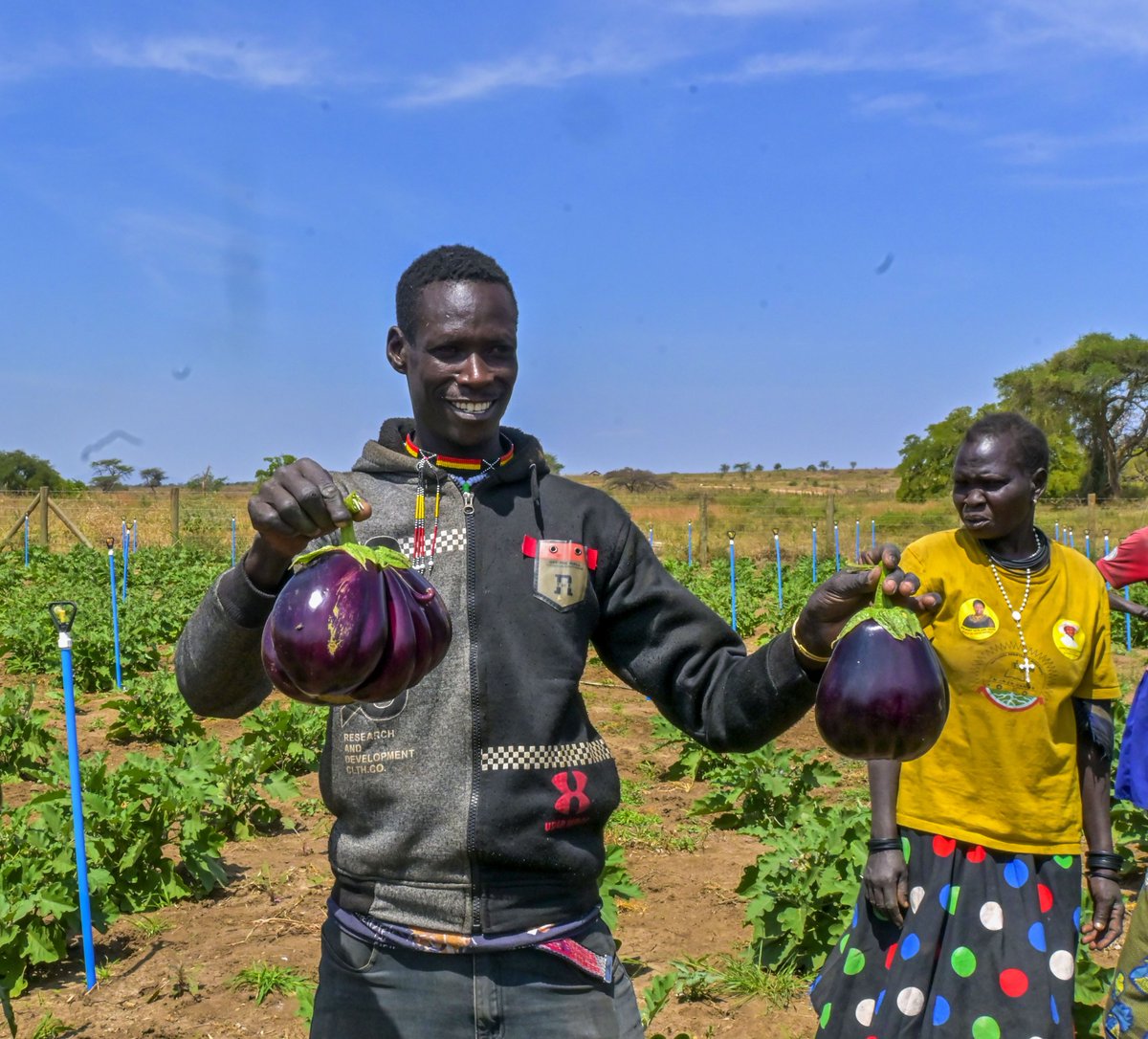 <a href="/FAO/">Food and Agriculture Organization</a> <a href="/EUinUG/">EU in Uganda</a> <a href="/FAOEastAfrica/">FAO Eastern Africa</a> <a href="/MAAIF_Uganda/">MAAIF 🇺🇬</a> <a href="/UNinUganda/">UN in Uganda</a> The bountiful harvest of eggplants is powered by a solar-powered irrigation system, built by <a href="/FAOUganda/">FAO in Uganda</a> under the past #CRWEE project, funded by <a href="/SwedeninUG/">Embassy of Sweden in Kampala</a>.