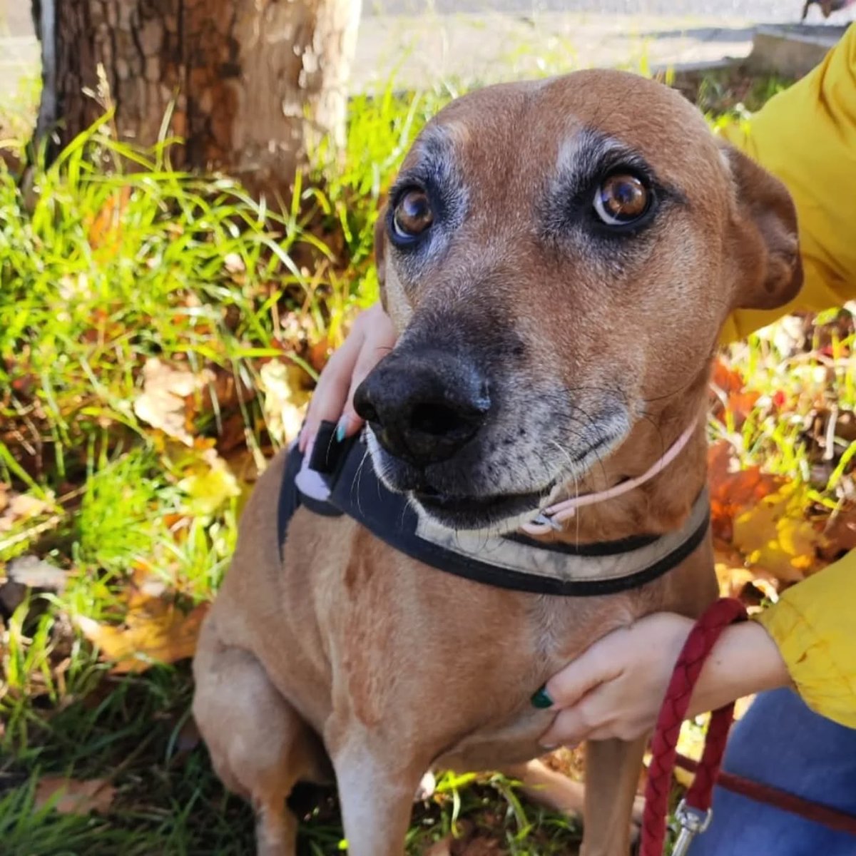 SosAbuelos1's tweet image. Solo #MADRID
#LOBO tiene 8 años. Perdió a su humano y se quedó solo. Aun así, sigue siendo un perro bondadoso, tranquilo, cariñoso y sociable.

Disfruta muchísimo de los paseos y, en casa, se porta de maravilla; se queda solo sin problema.

A cambio, pide afecto y una familia con…