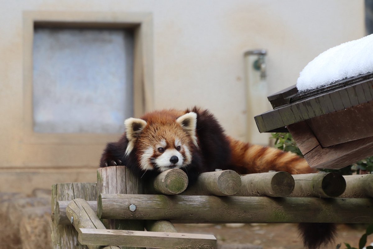 シール配りjoy93 (@joy93_redpanda) / Posts / X