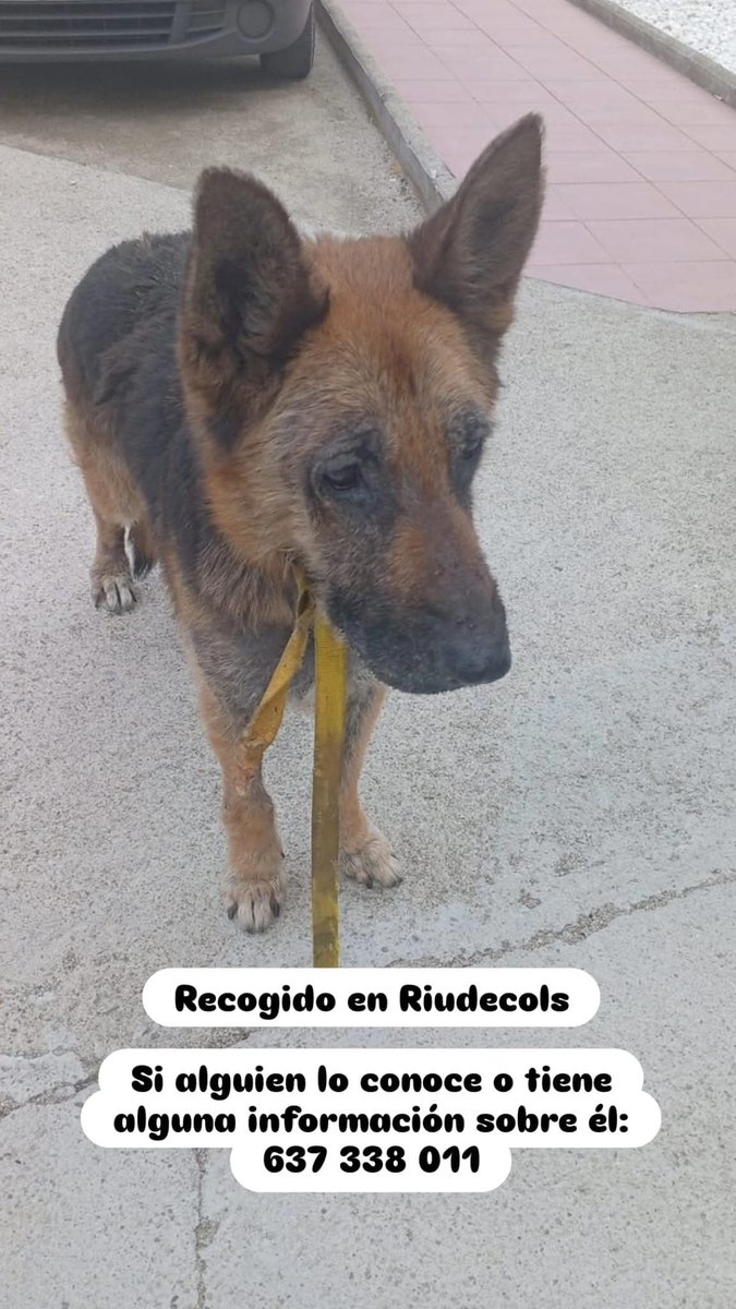 Recollit a Riudecols 
Contacte 637 33 80 11 whatsap