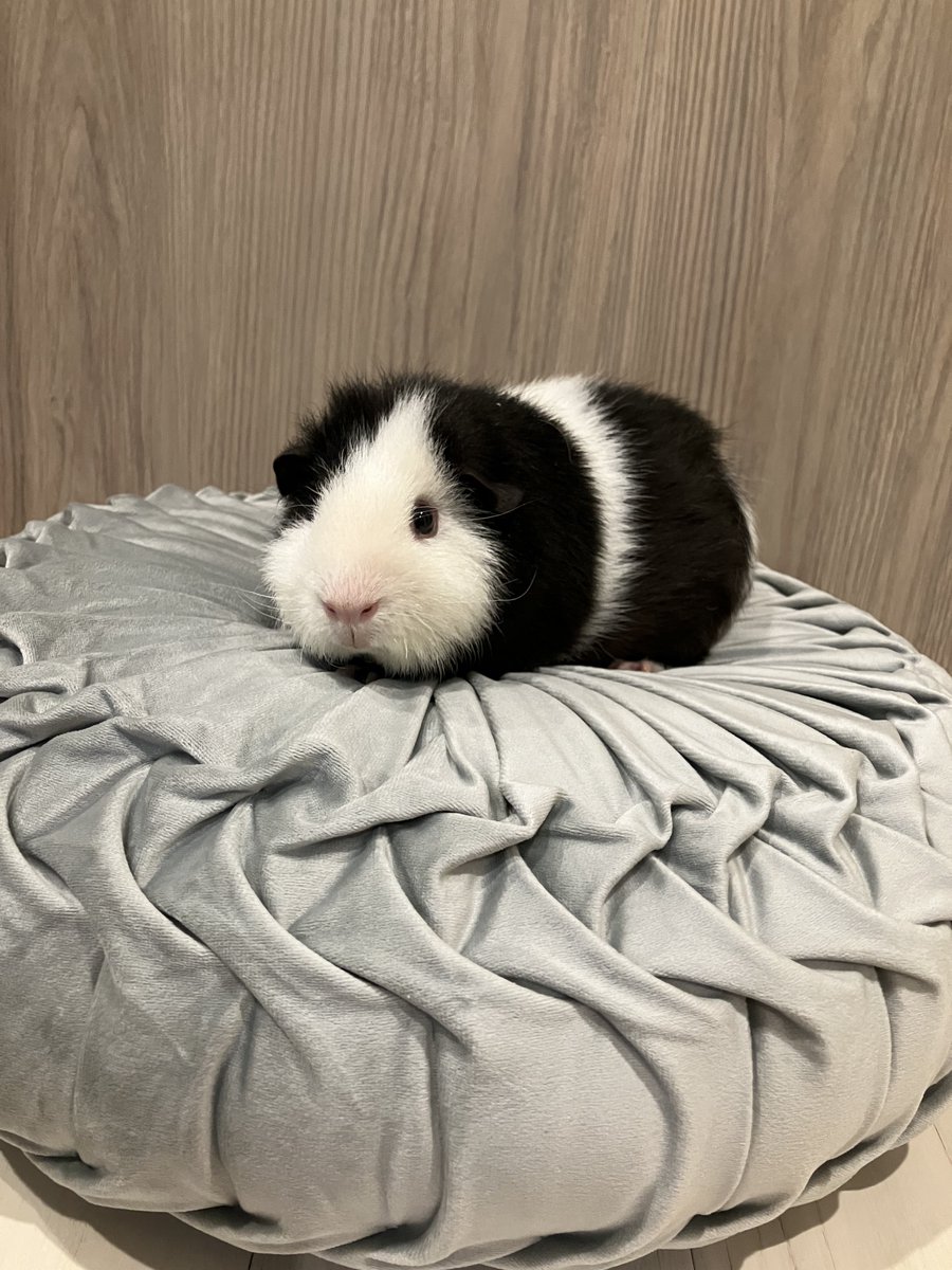 _mortissimo's tweet image. 🐼記念撮影だってクッションに乗せられたぁ(まんざらでもない)