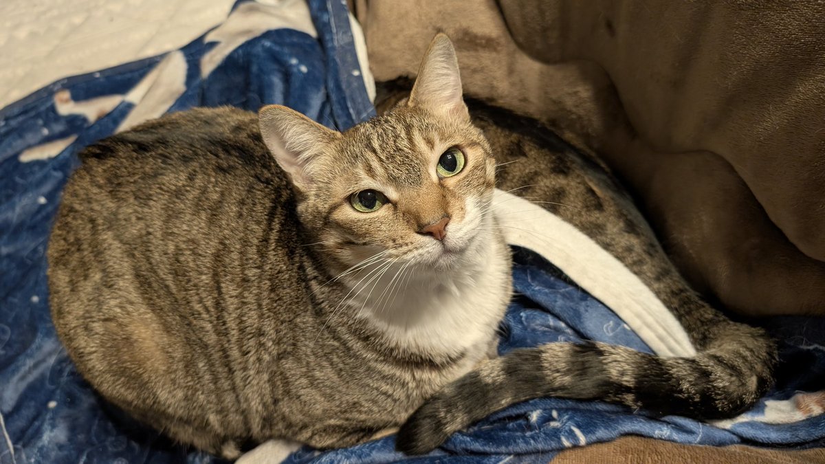 妹猫や、おまえの下にあるのはふかふかなクッションではなく、姉猫