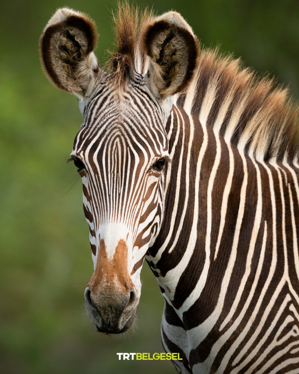 🦓 Zebraların siyah ve beyaz çizgilerden oluşan post desenleri, tıpkı insanlardaki parmak izi gibi kendilerine özgüdür.