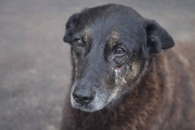 camasao50's tweet image. 🚨URGENTE - O delegado-geral da Polícia Civil de SC, Ulisses Gabriel, passou a ser investigado pelos crimes de abuso de autoridade, violação do sigilo funcional e improbidade administrativa, supostamente cometidos no âmbito do caso Orelha.

A investigação partiu da 40ª promotoria…