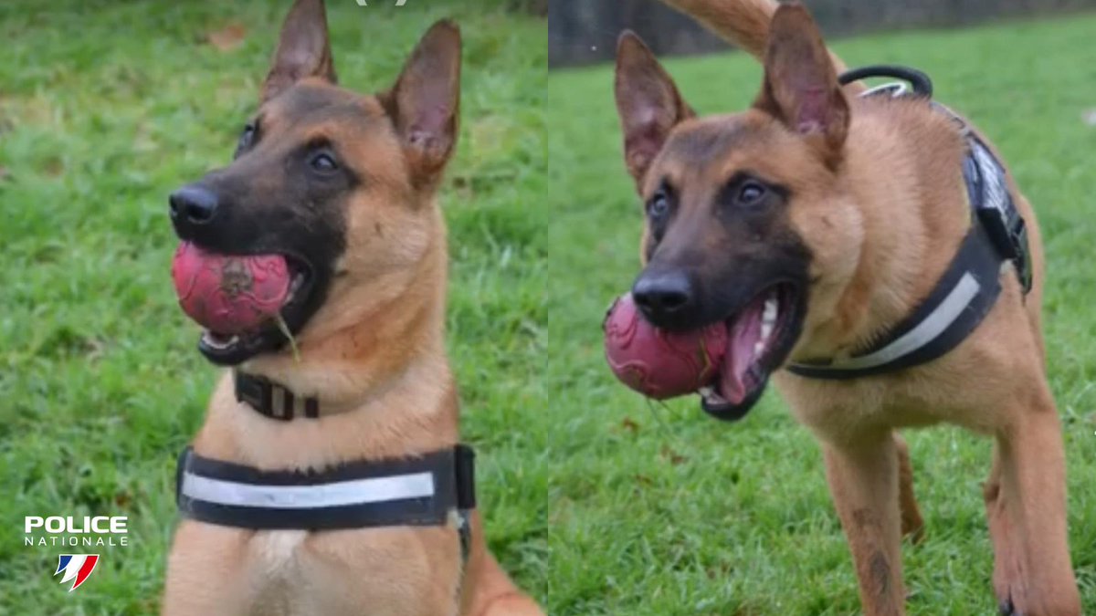 #Adoption I Notre chien policier Sobeck prend une retraite anticipée pour cause d'un sévère mal des transports.
Il cherche donc un famille qui lui apportera douceur et stabilité.
 📩 Pour toute demande d’adoption : dipn35-sp-bc@interieur.gouv.fr
<a href="/PoliceNationale/">Police nationale</a> <a href="/bretagnegouv/">Préfet de Bretagne et d'Ille-et-Vilaine</a>