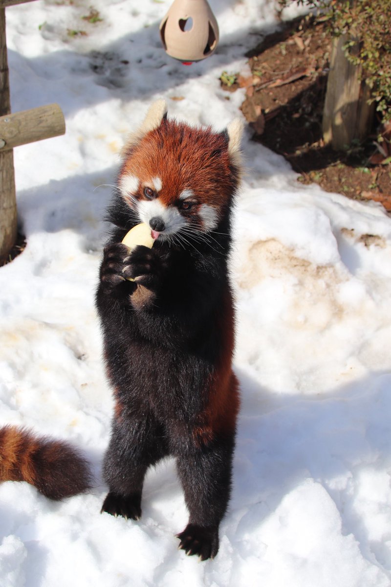 シール配りjoy93 (@joy93_redpanda) / Posts / X