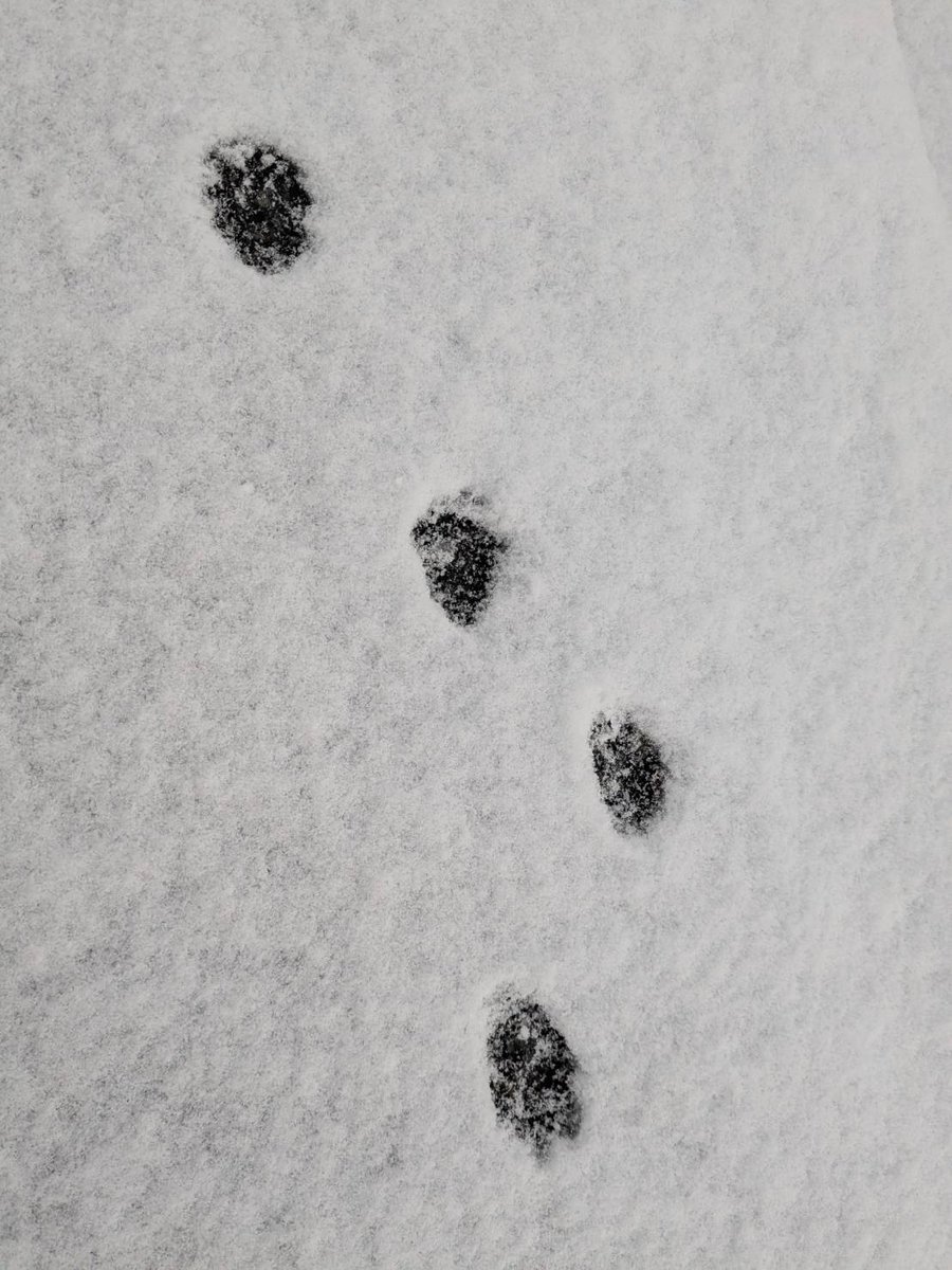 日曜、雪降った時の🥝
足冷たかったね☃️
#パピヨン