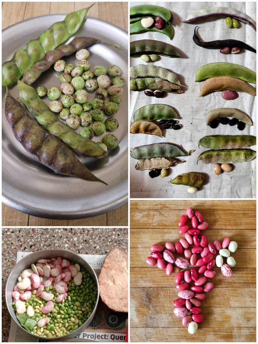 World Pulses Day!
We use a variety of pulses in our diet, these are tiny libraries of life!

✨ high protein – plant based strength
✨ rich in iron &amp; fiber – for energy and digestion
✨ soil-friendly – they fix nitrogen, healing the earth

They feed us and nourish the land as