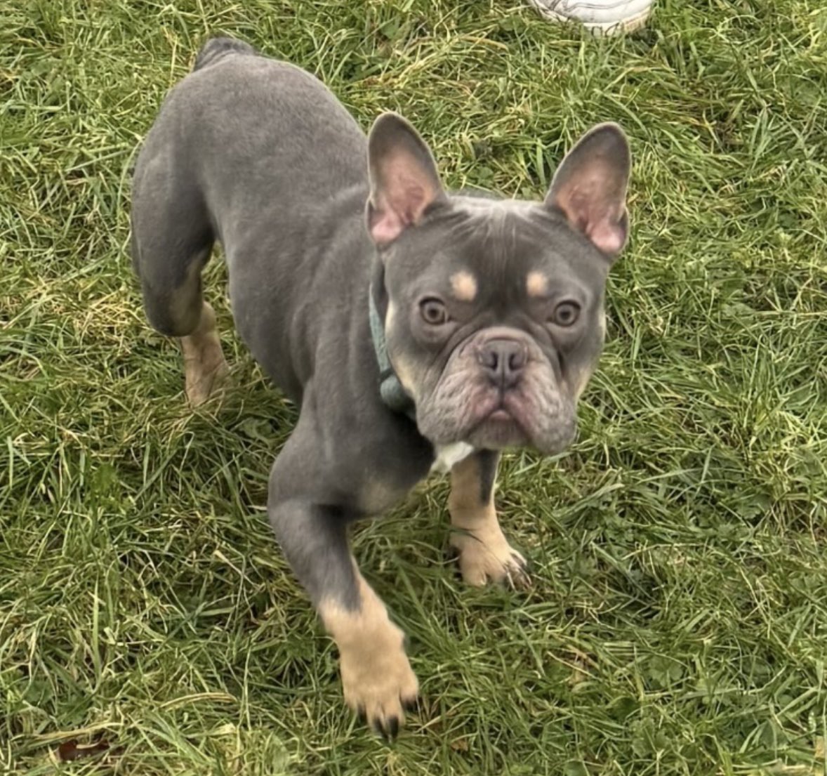 rosiedoc666's tweet photo. REGGIE missing young male  #frenchbulldog  #HP2 #hertfordshire 10/2/26 
Greeny brown tanned eye brows/paws 
CHIPPED 
IN THE GARDEN GOING TO TOILET/OPENED DOOR TO LET BACK IN HE HAD GONE. GARDEN BACKS ONTO ALLEY&amp;HAS DIRECT ACCESS TO ANOTHER ROAD https://t.co/rKZ4nTdP8b https://t.co/3XKfvh4Xym