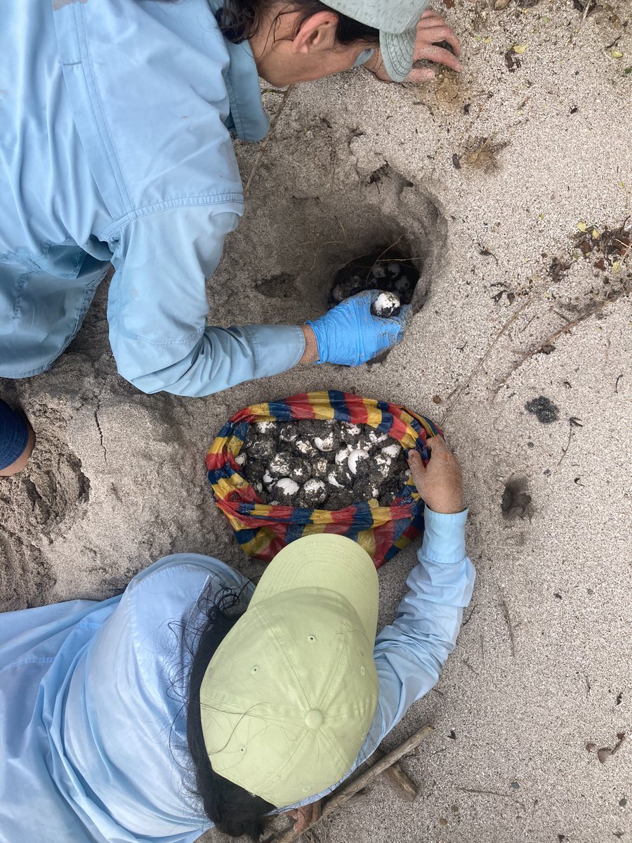 Equilibrio Azul tweet media