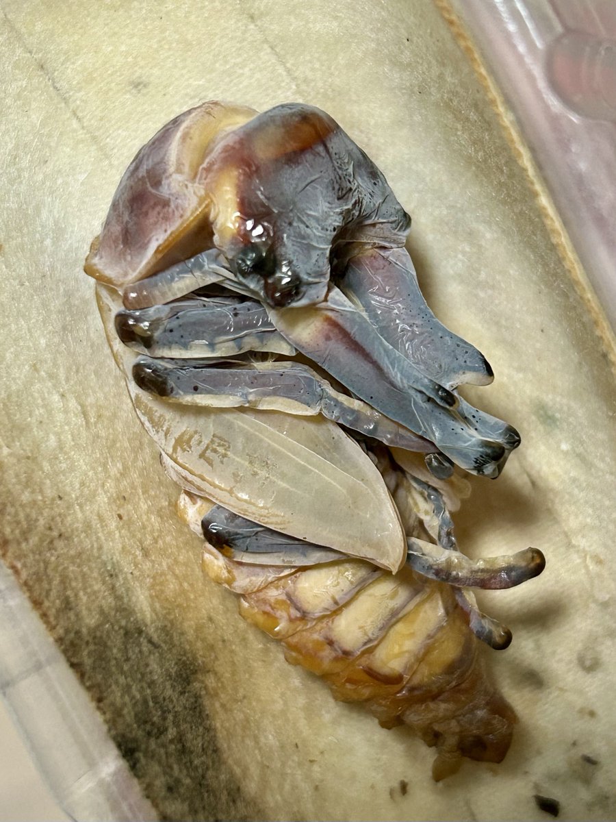 毎日毎日オスばっかり羽化してくる。