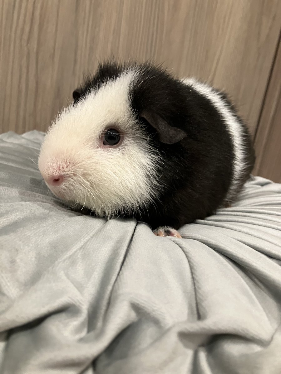 _mortissimo's tweet image. 去年の2月の私はプリン1つを数時間かけて食べるほど食欲がなく、骨が浮き出て少し人や壁に当たるだけで激痛が走る毎日でしたが、フクボの皮膚病を治すことに執念を燃やしている間に信じられないほど回復しました。ふさふさのむちむち文句言いモルめ。