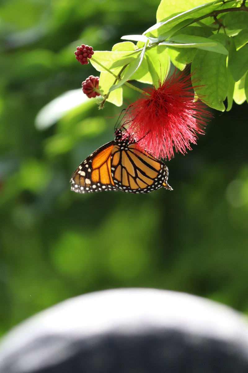 Konya kelebekler vadisi