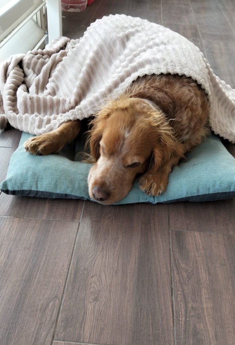 SosAbuelos1's tweet photo. #TARRAGONA
Se llama #GUFO, tiene 8 aรฑos y busca un nuevo hogar.
Es un machito mediano, muy bueno y sociable con todos .
Estรก castrado.
Contacto: 626 222 034 Ascensiรณn https://t.co/kXX3Z389Vo