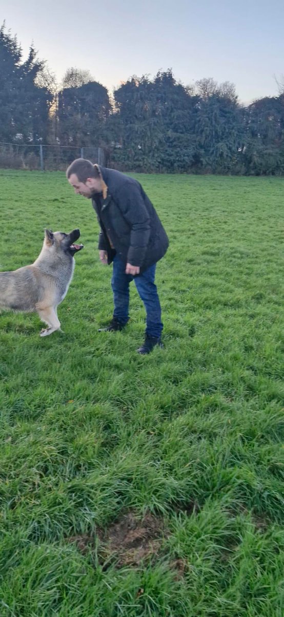 The one and only <a href="/K9Genji/">K9Genji</a> The time stealer #dogsoftwitter #dogsofX #wolfie