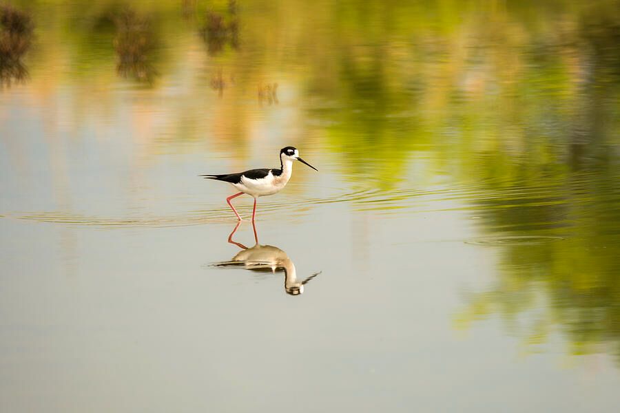 DebraMartz's tweet photo. Black-necked Stilt Reflection on The Wetlands @DebraMartz
Captured along the Nature Trail in Port A, Texas.
https://t.co/FHYOq1TPti
#Stilt #bird #reflection #wetlands #PortAransas #Texas #birds #aves #avian #BirdLovers #featheredFriends #photography #PhotographyIsArt #BuyIntoArt https://t.co/v5xJNB7H9m