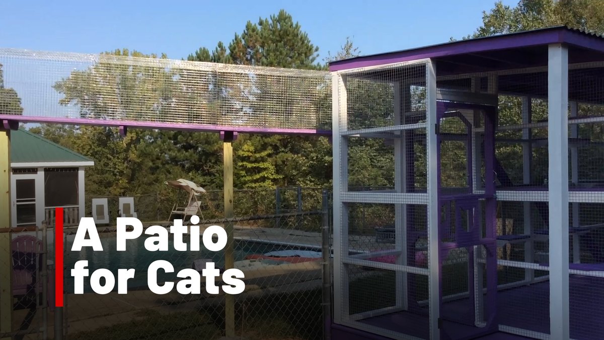 WEAU13News's tweet image. How far would you go for your pet? Tell us what you’ve built for your cat in the comments. Watch the full story on InvestigateTV+ today at 12:30 p.m. on WEAU.
#Cat #Catio #Pet #Inspiration #Investigation #InvestigateTV