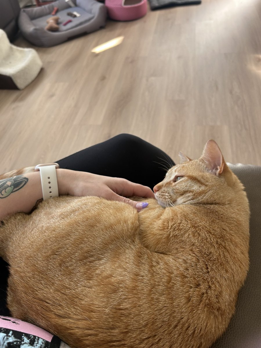 I’m going downtown to walk and then to meet a friend for a coffee date but Crouton wants to make sure I’m good and covered in cat hair first