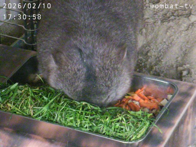 もっと、
美味しいのがあるはず〜。
#ウォンバット　#五月山動物園