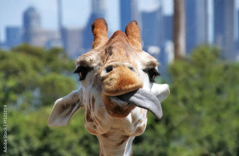 ProcoAl's tweet image. All about giraffes today $giraffes $graf