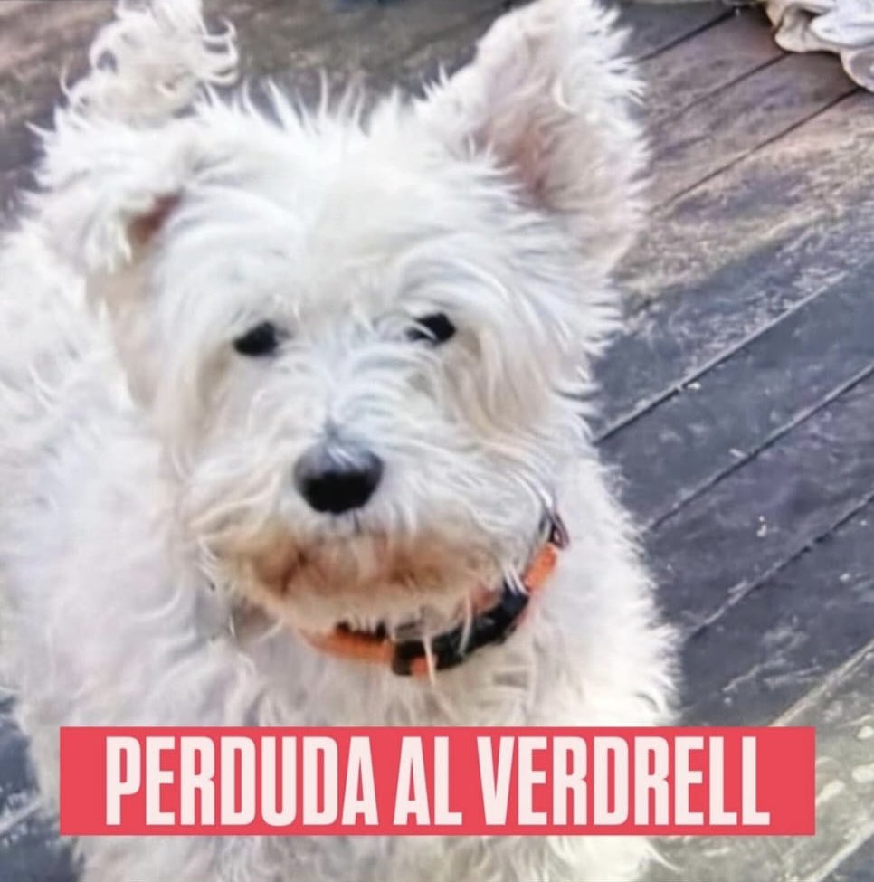 Regidoria de Benestar Animal - El Vendrell tweet media