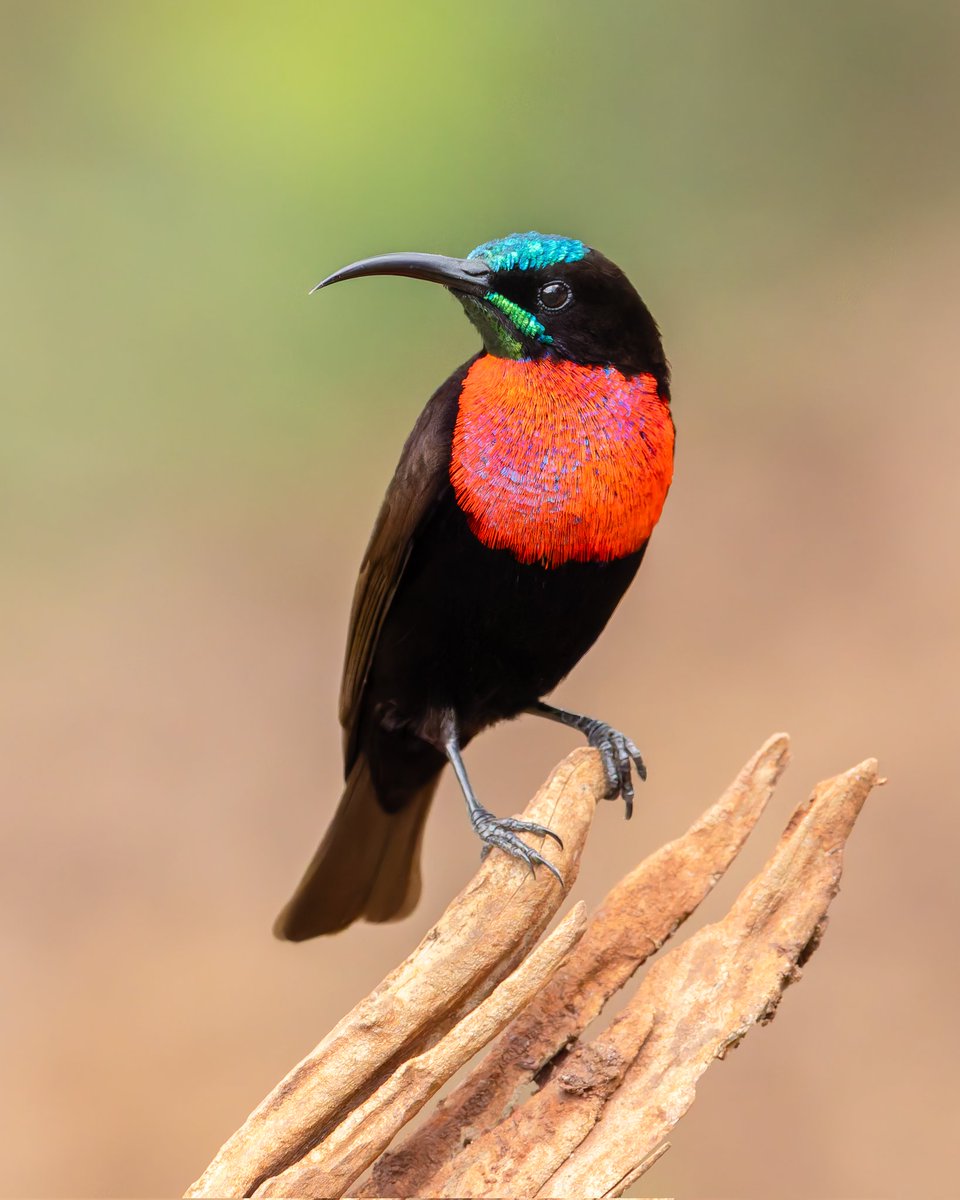 Kenyanbirder tweet media