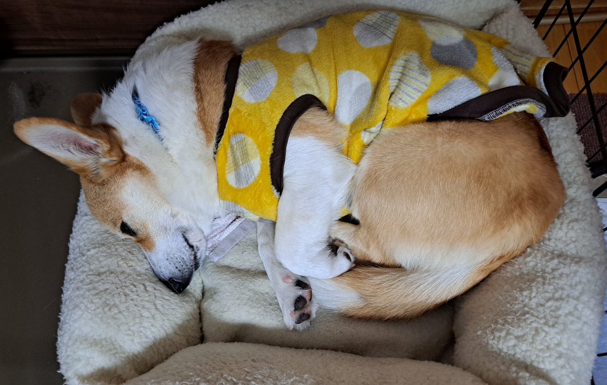 寝てる姿可愛い～な💕 ブランケット掛けてあげて寝ます おやすみなさい