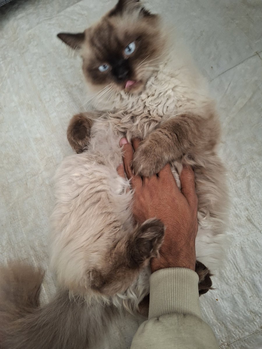 MustafaAmeen30's tweet image. Do you love me and Misho?