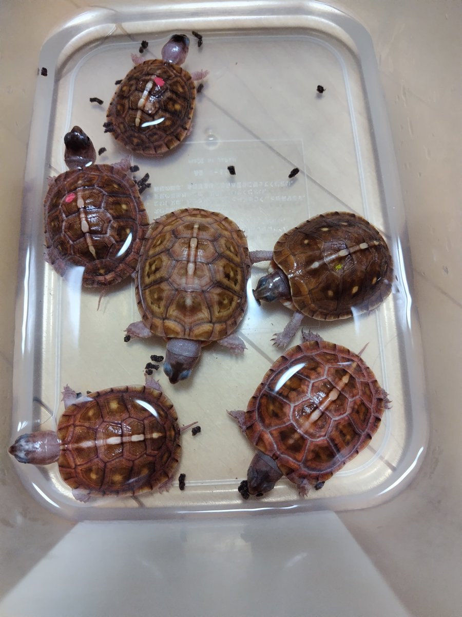 tito (@34_wgnc) / Posts / X