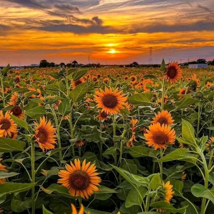 ☆ 𝔙𝔞𝔫𝔦𝔞 𝔈𝔰𝔭𝔦𝔫𝔬𝒵𝔞 ☆ (@vaniaespin36892) on Twitter photo 