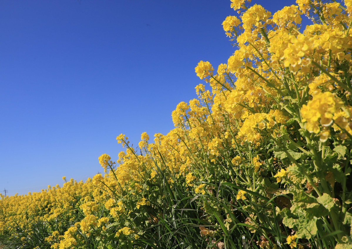 どこかに何か、特別な幸せがあるわけではありません。日々の生活の中に喜びを見つけ出し、日々の生活そのものを楽しむことが幸せなのです。遠くに探しに行っても見つからないもの、いつもすぐ近くにあるもの、それが幸せなのです。今晩も、皆さんの上に神様の祝福がありますように。片柳神父