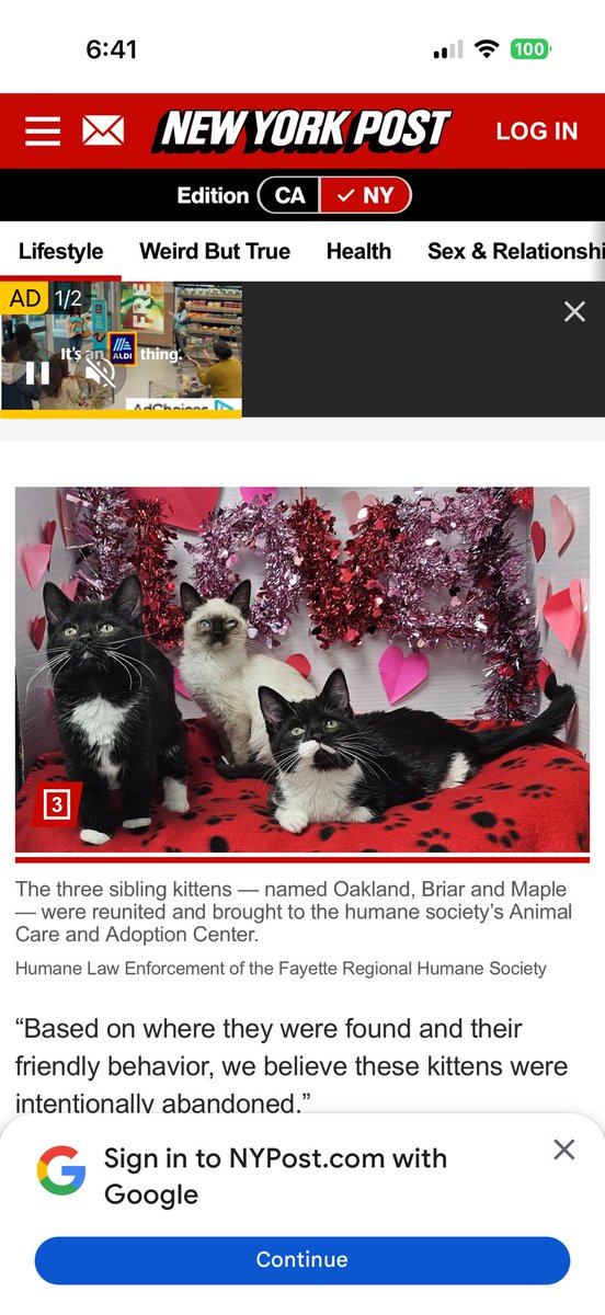 One of these things is not like the other? Why is there what appears to be a purebred? Siamese cat being called a sibling with these two domestic short hairs?