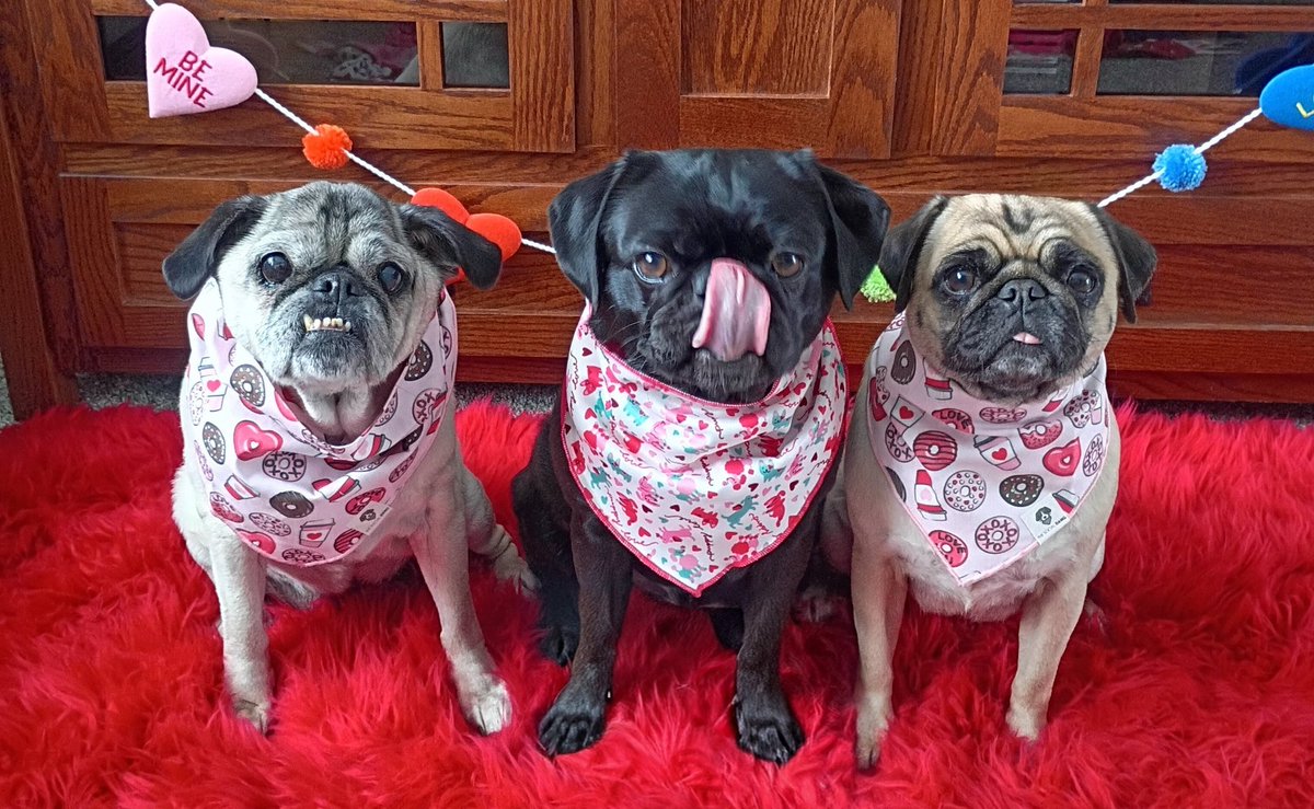 mommasboymushu's tweet photo. HAPPY #TOT x 3! It's a TRIPLE T TUESDAY. 2😛😛 &amp; Lucy's pretty TEEFERS😁♥️. Are you ready for #ValentinesDay pals? We are! The girls are wearing their pawsome V-day bandanas from @Bark_Beyond 😍😍. #TongueOutTuesday #puglife #dogsoftwitter #dogsofX #ValentinesVibes #PrettyPugs https://t.co/YgfDfNgP8v